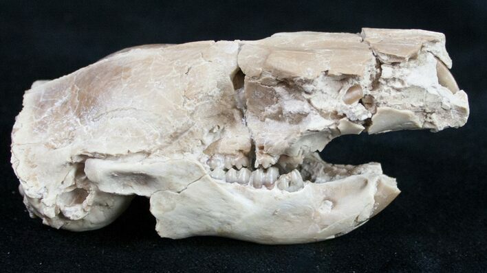 Oligocene Squirrel-Like Mammal (Ischyromys) Skull #9850